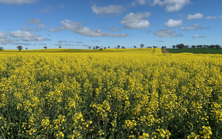 A photo of a large paddock of canola. Paddocks like this are being mapped using satellite data by the Australian Bureau of Statistics and Australian Bureau of Agricultural and Resource Economics. 
