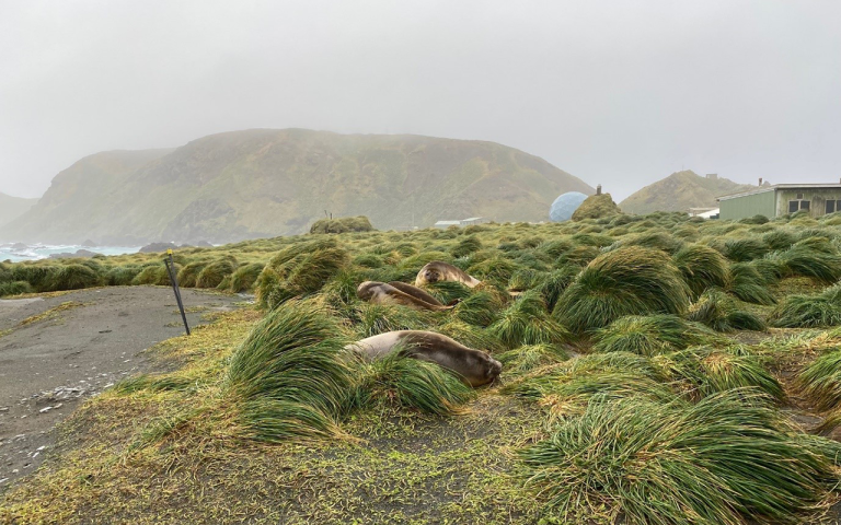 A photograph of the Australian Radiation Protection and Nuclear Safety Agency’s station on Macquarie Island, with elephant seals in the foreground. 