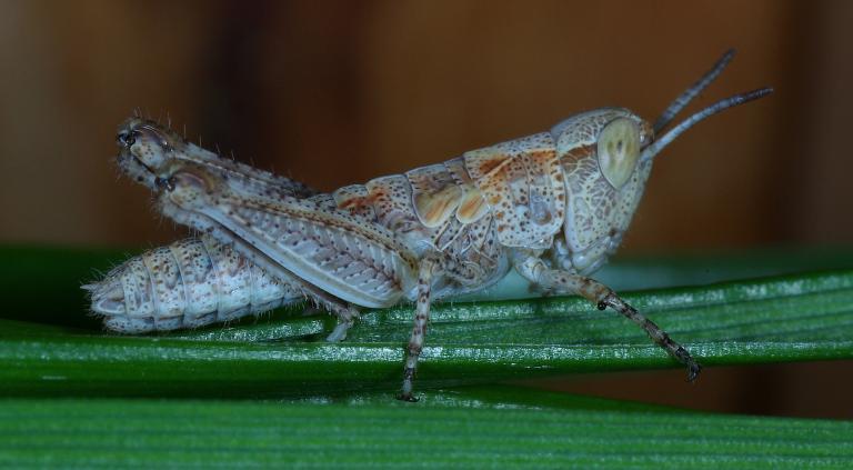 A close-up photograph of a grey and brown-coloured Australian Plague Locust nymph perched on a leaf.