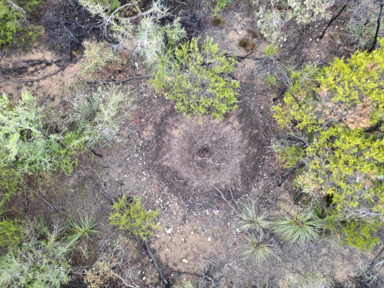 A drone image showing coastal wattle targeted for detection as a priority weed species. 