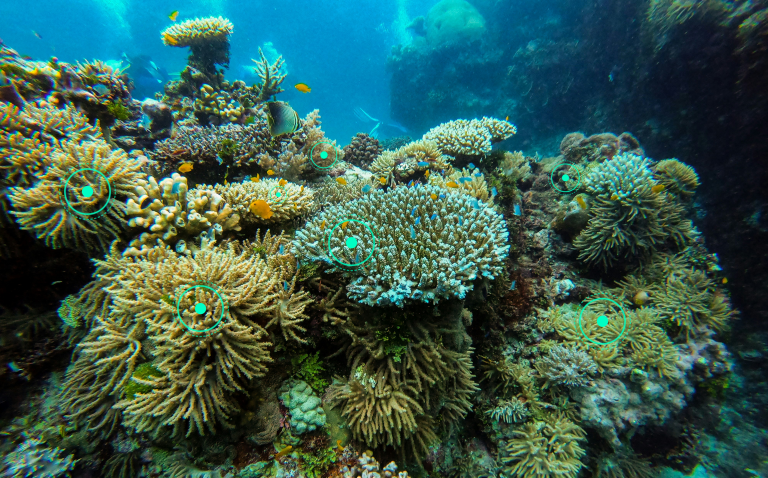 An underwater photograph of a coral reef with green coloured circles shown over the top to identify the areas that AI algorithms in ReefCloud use to identify corals.